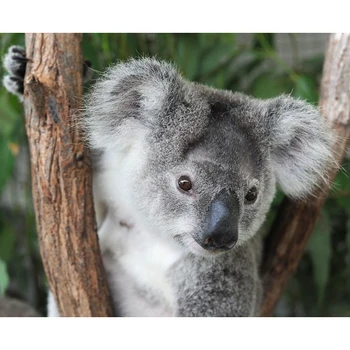 1pc Srčkan Avstralija Nacionalni Mati in Otrok Koala Plišastih Igrač kawaii Živali Koala Lutke Plišaste Igrače Otroke, Otroška Darila za Rojstni dan