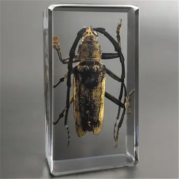24 Vrste Insektov Primerkov Naravne Insektov Osebkov Smolo Ustvarjalne Okraski Otrok Poučevanja Zbirka Opazovanje Darilo