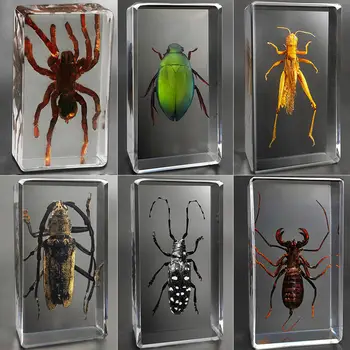 24 Vrste Insektov Primerkov Naravne Insektov Osebkov Smolo Ustvarjalne Okraski Otrok Poučevanja Zbirka Opazovanje Darilo