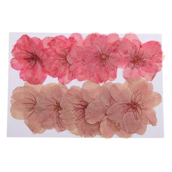 10pcs Pritisnete Pravi Cvet Sakura Posušene Češnjev Cvet Za Telefon Primeru Dekor