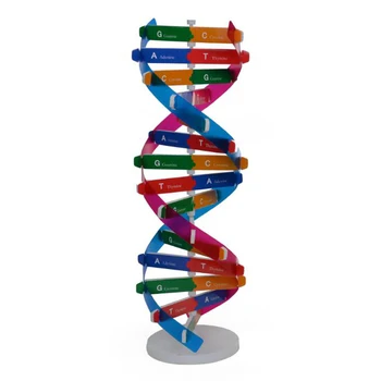 DNK Modelov Double Helix Popularizacijo Znanosti Poučevanja Igrača DIY Človeških Genov, Znanost Posebnih Orodij Za Otroke Test Kit