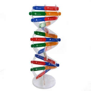 DNK Modelov Double Helix Popularizacijo Znanosti Poučevanja Igrača DIY Človeških Genov, Znanost Posebnih Orodij Za Otroke Test Kit